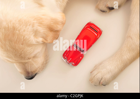 Auto-Versicherung-Konzept. Golden Retriever Welpen schlafen in der Nähe von rotes Retro-Auto auf einen weißen Tisch Stockfoto