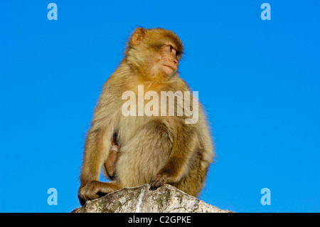 Berberaffe (Macaca Sylvanus). Gibraltar, Großbritannien Stockfoto