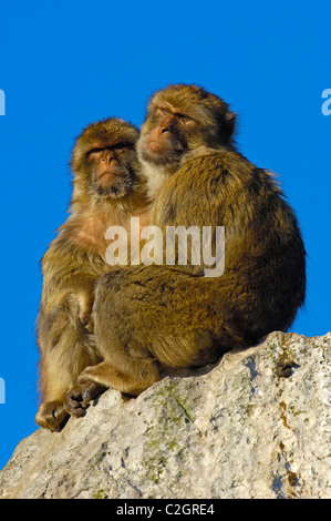 Berberaffe (Macaca Sylvanus). Gibraltar, Großbritannien Stockfoto