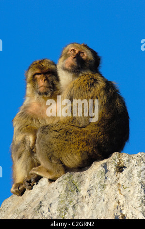 Berberaffe (Macaca Sylvanus). Gibraltar, Großbritannien Stockfoto