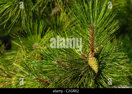Kegel auf grünen Kiefern. Closeup Stockfoto