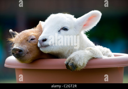 Eine niedliche neugeborenen Ferkel und Lamm kuscheln auf einem Bauernhof, Devon, UK Stockfoto