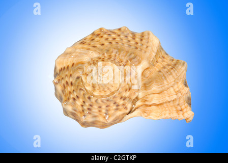 Muschel auf blauem Hintergrund Stockfoto