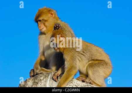 Berberaffe (Macaca Sylvanus). Gibraltar, Großbritannien Stockfoto