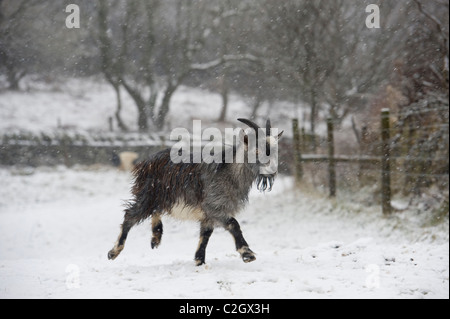 Eine wilde wilde Ziege Baby spielt im Valley Of Rocks, Lynton, Devon UK Stockfoto