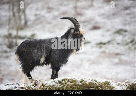 Eine Wildziege verwilderte Nanny spielt im Valley Of Rocks, Lynton, Devon UK Stockfoto