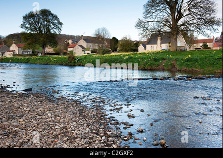 Frühling-Narzissen in Sinnington, North Yorkshire Stockfoto