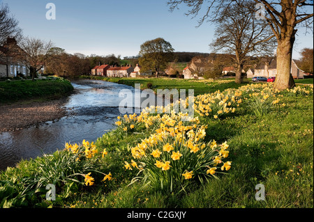 Frühling-Narzissen in Sinnington, North Yorkshire Stockfoto