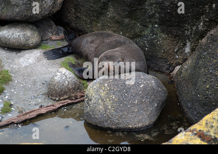 Neuseeland Seebären beruhen immer auf felsigen Küste.  Neuseeländische Seebären Ruhens Immer eine Felsküsten. Stockfoto