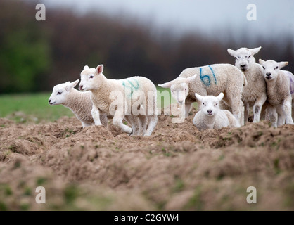 Neu geboren weißen Lämmer spielen auf einer Wiese in der ländlichen Gegend von Devon, UK Stockfoto