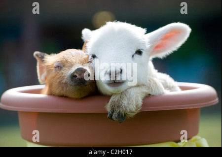 Eine niedliche neugeborenen Ferkel und Lamm kuscheln auf einem Bauernhof, Devon, UK Stockfoto