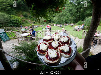 Tradition englischer Creme Tee serviert in Watersmeet National Trust Unterkunft, Lynmouth, Devon, UK Stockfoto