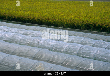 Folientunnel Japan Stockfoto