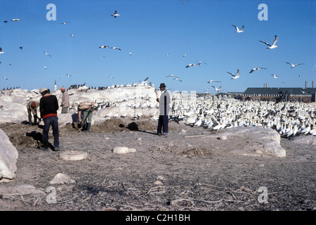 Cape Basstölpel (Morus Capensis: Sulidae) Brutkolonie mit Menschen sammeln Guano, Südafrika Stockfoto