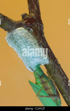 Gottesanbeterin (Stagmomantis Theophila) Verlegung einer Ootheca und zeigt Legebohrer Stockfoto