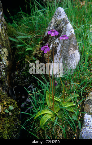 Wildblumen-Schottland Stockfoto