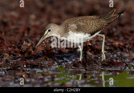 Waldwasserläufer (Tringa Ochropus) im flachen Wasser auf Nahrungssuche. Stockfoto