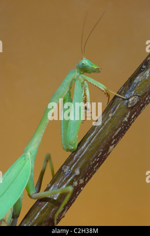 Gottesanbeterin (Stagmomantis Theophila) Stockfoto