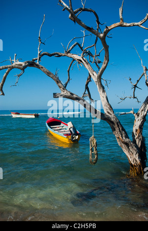 Bunte Fischerboote verankert in Frenchman es Bay mit Baum und Seil im Vordergrund bei Treasure Beach, St. Elizabeth, Jamaika. Stockfoto