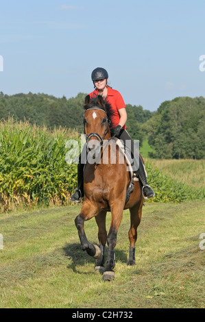 Junge Reiter im Galopp auf Rückseite ein Holstein-Rasse-Pferd Stockfoto