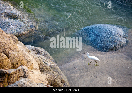 Silberreiher (Ardea Alba), Tayrona Nationalpark in Kolumbien Stockfoto