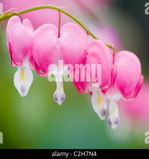 Lamprocapnos californica, Campanula pyramidalis Californica-blutenden Herzen, liebt Lies Bleeding rosa Blüten Stockfoto