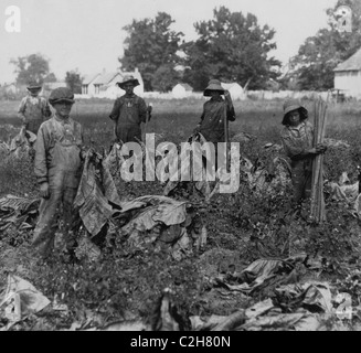 Gruppe Versammlung Tabak auf Hof von Daniel Barrett, Spottsville, KY. Stockfoto