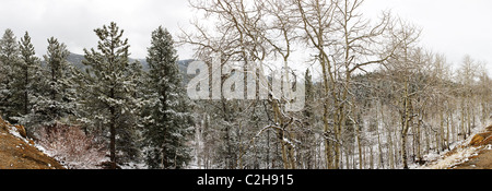 Winter Panorama-Blick auf die Westseite der Monarch Pass, San Isabel National Forest, Colorado, USA Stockfoto
