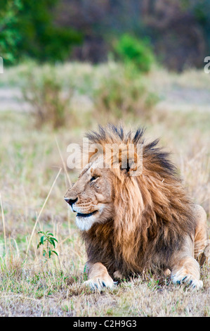 Männlicher Löwe, Panthera Leo, Masai Mara National Reserve, Kenia, Afrika Stockfoto