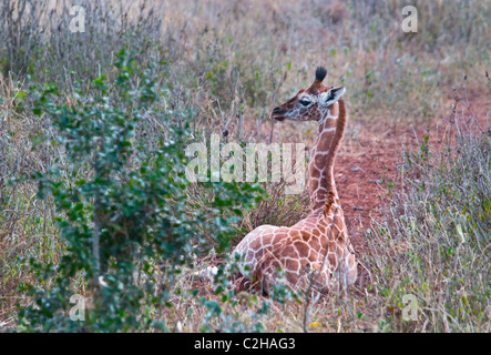 Young-Rothschild-Giraffen-Kalb, Giraffa Plancius Rothschild Giraffe Manor, Nairobi, Kenia, Afrika Stockfoto