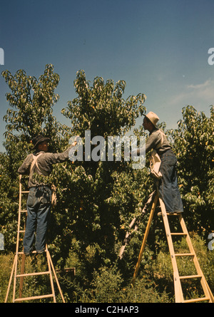 Kommissionierer in einem Pfirsich-Obstgarten, Delta County, Colorado Stockfoto