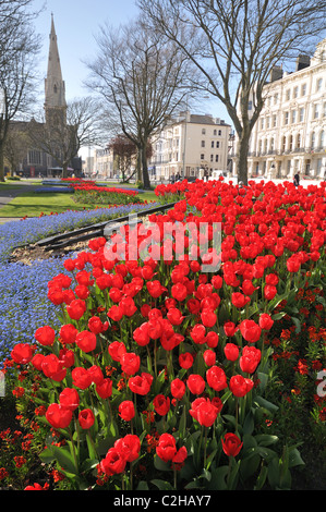 Schöne helle rote Tulpen (lateinische Namen Tulipa), Palmeria quadratisch, Brighton und Hove District, East Sussex, England, UK Stockfoto