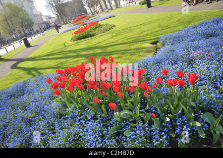 Palmeria Square in Brighton und Hove im Frühling mit roten Tulpen und kleine blaue Blumen Vergissmeinnicht, East Sussex, England Stockfoto