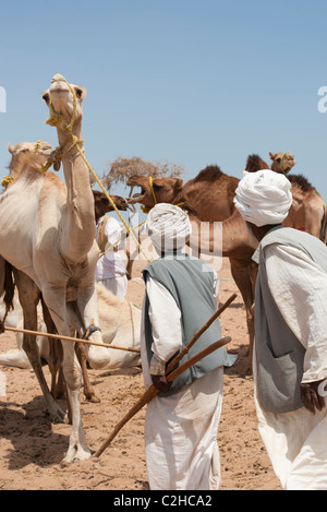 Beduinen Börsenhändlern eine afrikanische Kamelmarkt Stockfoto