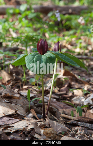 Kröte Trillium, Toadshade, Sessile blühenden Wake-robin in Blüte Trillium sessile Spring Indiana USA Stockfoto