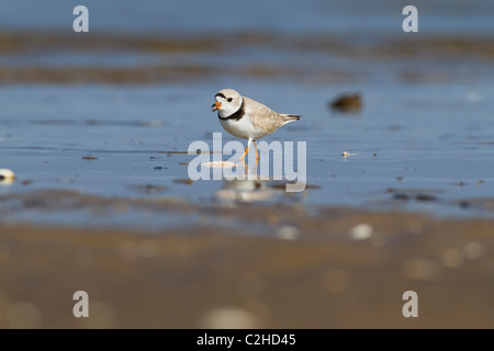 Piping Plover - Charadrius Melodus - in seinem Lebensraum Stockfoto