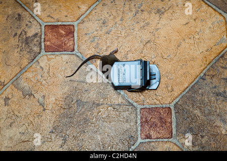 Eine Maus in einer Falle gefangen Stockfoto