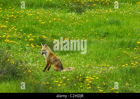 Rotfuchs sitzend inmitten von Frühlingsblumen Stockfoto