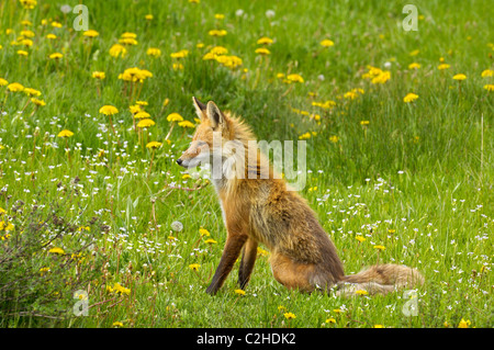 Rotfuchs sitzend inmitten von Frühlingsblumen Stockfoto