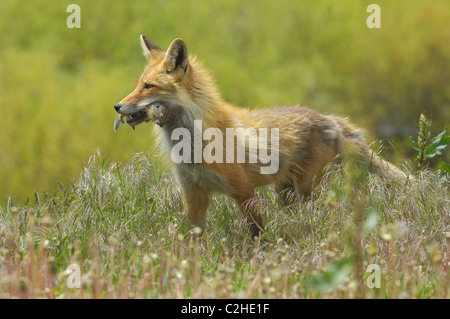 Eine Rotfuchs hält in einem Feld von Löwenzahn mit Grundeichhörnchen im Maul. Stockfoto