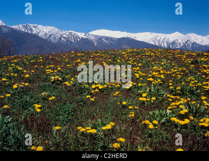 Hida-Gebirge und Löwenzahn, Hakuba, Kitaazumi, Nagano, Japan Stockfoto