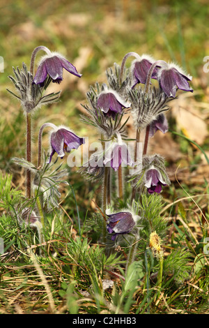 Pulsatilla Nigricans (Kuhschelle), Lage: Holubyho Luky, männliche Karpaty, Slowakei. Stockfoto