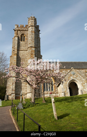 St Marys Kirche von Litton Cheney mit rosa Blüte Baum vor im April Stockfoto