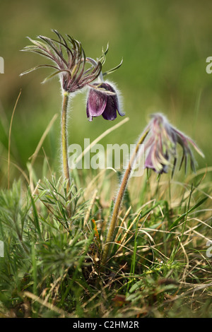 Pulsatilla Nigricans (Kuhschelle), Lage: Holubyho Luky, männliche Karpaty, Slowakei. Stockfoto