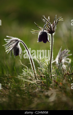 Pulsatilla Nigricans (Kuhschelle), Lage: Holubyho Luky, männliche Karpaty, Slowakei. Stockfoto