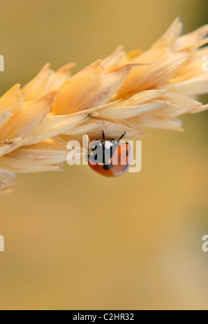 Marienkäfer auf gold Natur Samen. Closeup Stockfoto