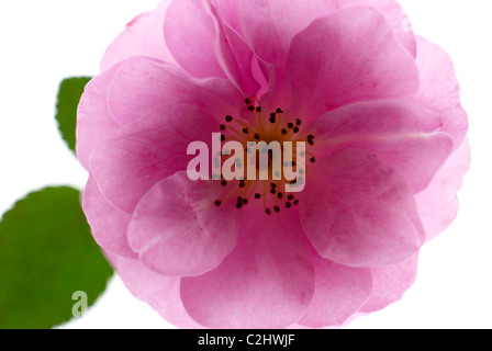 Rosa Kletterrose mit weißem Hintergrund Stockfoto