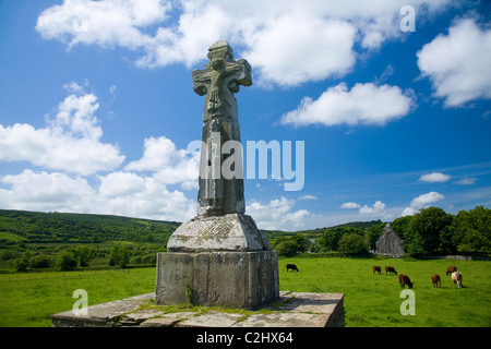 Rinder weiden in der Nähe von St Tola High Cross, Dysert O'Dea Kloster, County Clare, Irland. Stockfoto