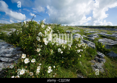 Burnett Rose (rosa Pimpinellifolia) wachsende inmitten der Kalkstein Pflaster der Burren, County Clare, Irland. Stockfoto