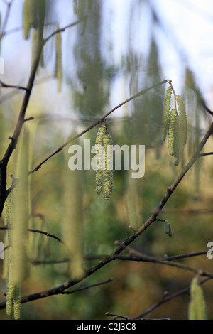 Gemeinsame Hasel (Corylus Avellana) männlichen Blüten Kätzchen oder des Lammes Zahl Frühling Wachstum Stockfoto